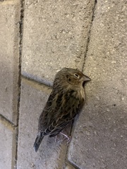 Ammodramus savannarum