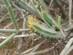 Euphorbia nesemannii