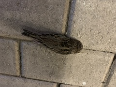 Ammodramus savannarum