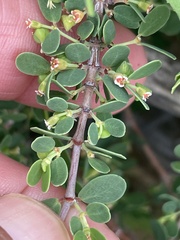 Euphorbia magdalenae