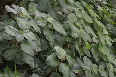 Myriocarpa longipes