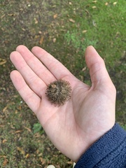 Quercus cerris