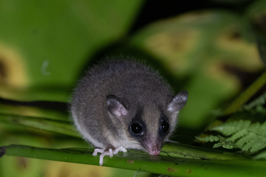Long-Tailed Pygmy Possum