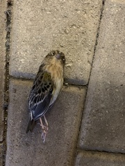 Ammodramus savannarum