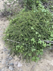 Euphorbia magdalenae