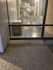 Ammodramus savannarum