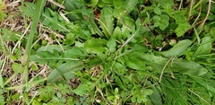 Oenothera laciniata
