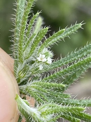 Cryptantha maritima maritima