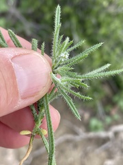 Cryptantha maritima maritima