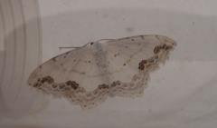 Scopula ornata