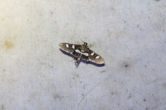 Desmia funeralis