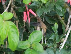 Phaethornis longirostris