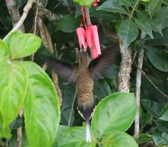 Phaethornis longirostris