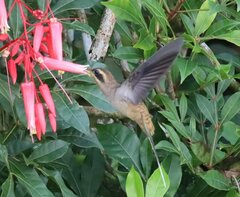 Phaethornis longirostris