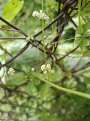 Cyclanthera