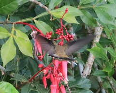 Phaethornis longirostris