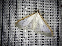 Palpita nigropunctalis