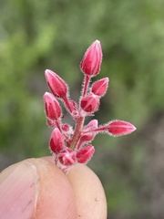 Pachycormus discolor