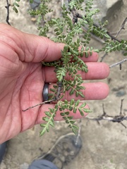 Pachycormus discolor