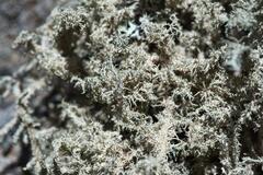 Lethariella intricata