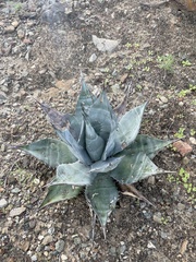Agave vizcainoensis