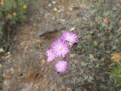 Lampranthus elegans