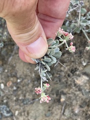 Eriogonum pondii