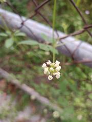 Cyclanthera