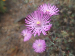 Lampranthus elegans