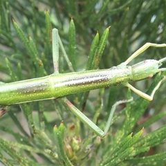 Macynia labiata