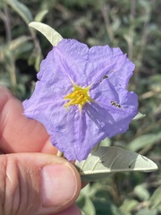 Solanum hindsianum