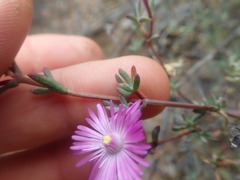 Lampranthus elegans