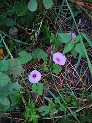 Ipomoea trifida