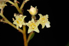 Geobalanus oblongifolius