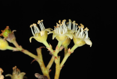Geobalanus oblongifolius