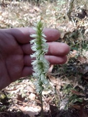 Spiranthes odorata