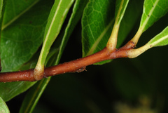Geobalanus oblongifolius