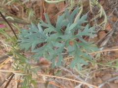 Pelargonium pillansii