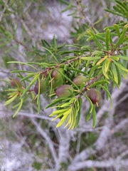 Persoonia virgata