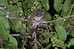 Pseudochirulus schlegelii