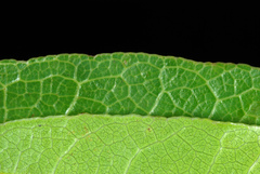 Geobalanus oblongifolius