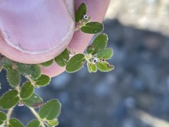 Euphorbia setiloba