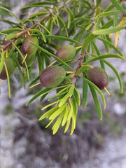 Persoonia virgata