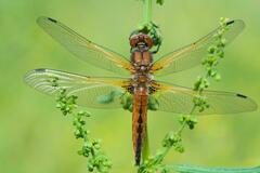 Libellula fulva