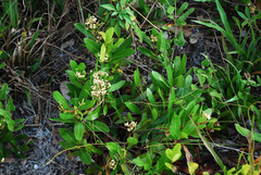 Geobalanus oblongifolius