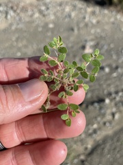 Euphorbia setiloba