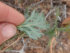 Pelargonium pillansii