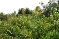 Geobalanus oblongifolius