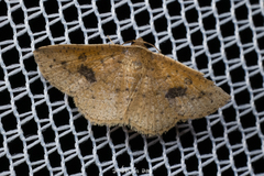 Striglina