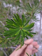 Persoonia virgata